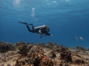 diver on cozumel reef